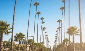 palm tree view of street in los angeles